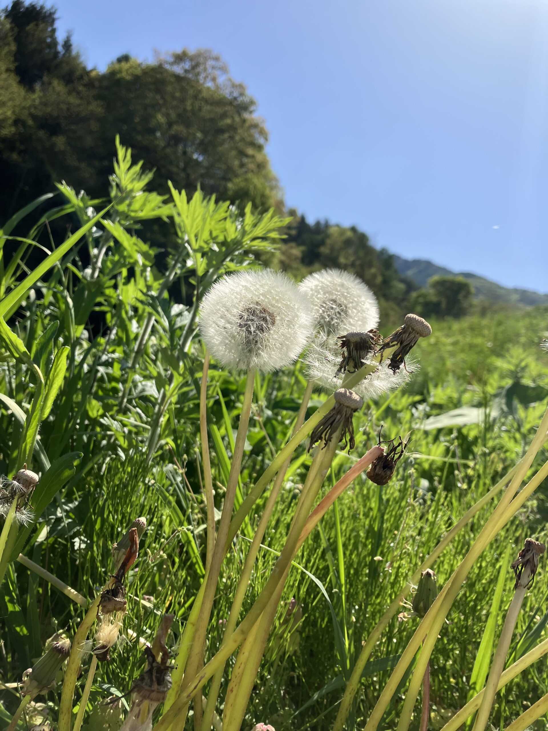 最も身軽で低コスパな趣味・習慣：散歩